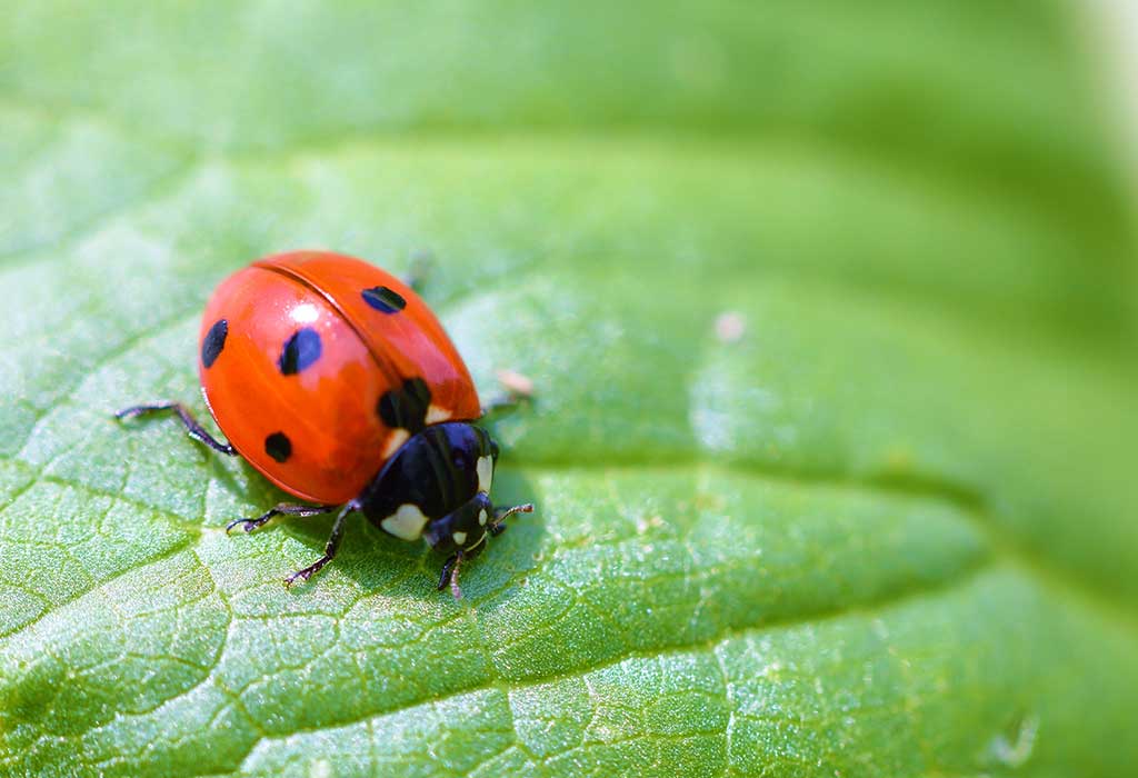 Ladybug facts