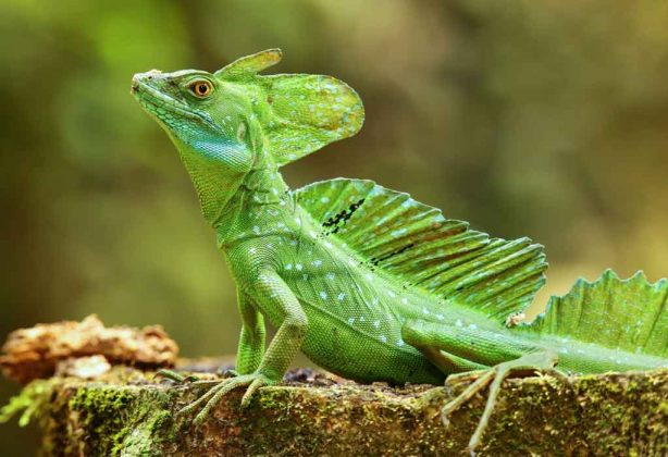 Interesting Information & Facts About Lizard For Children