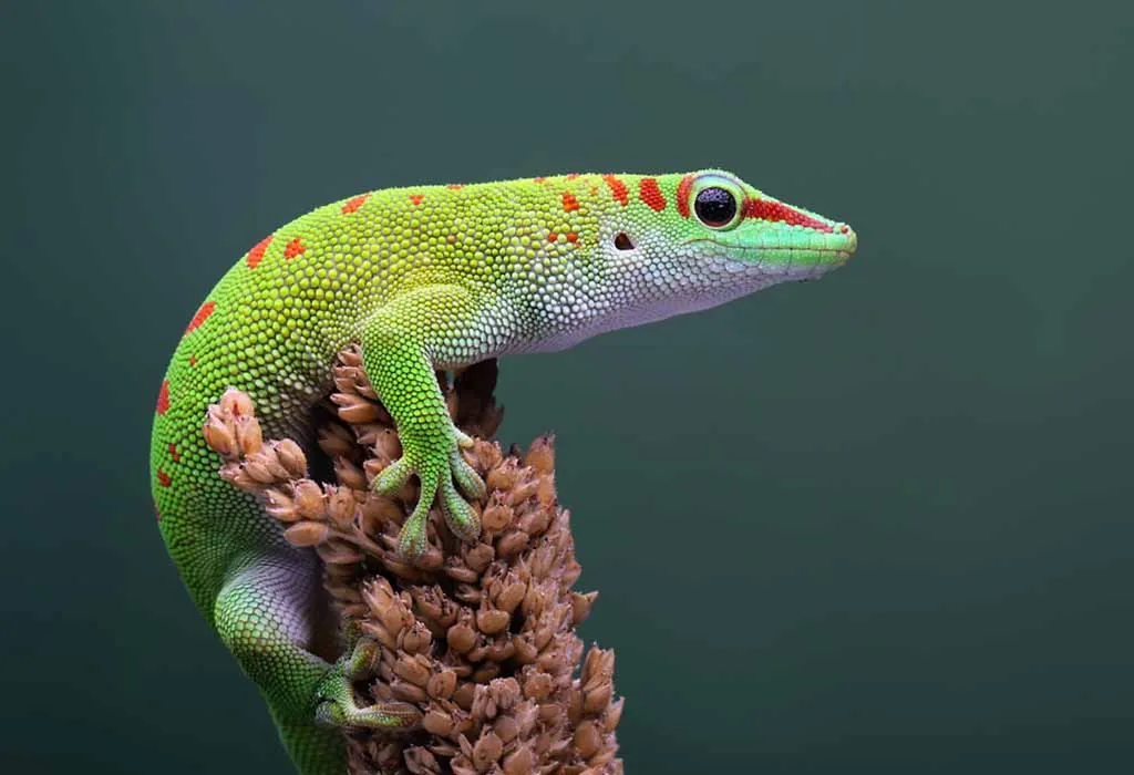 Geckos