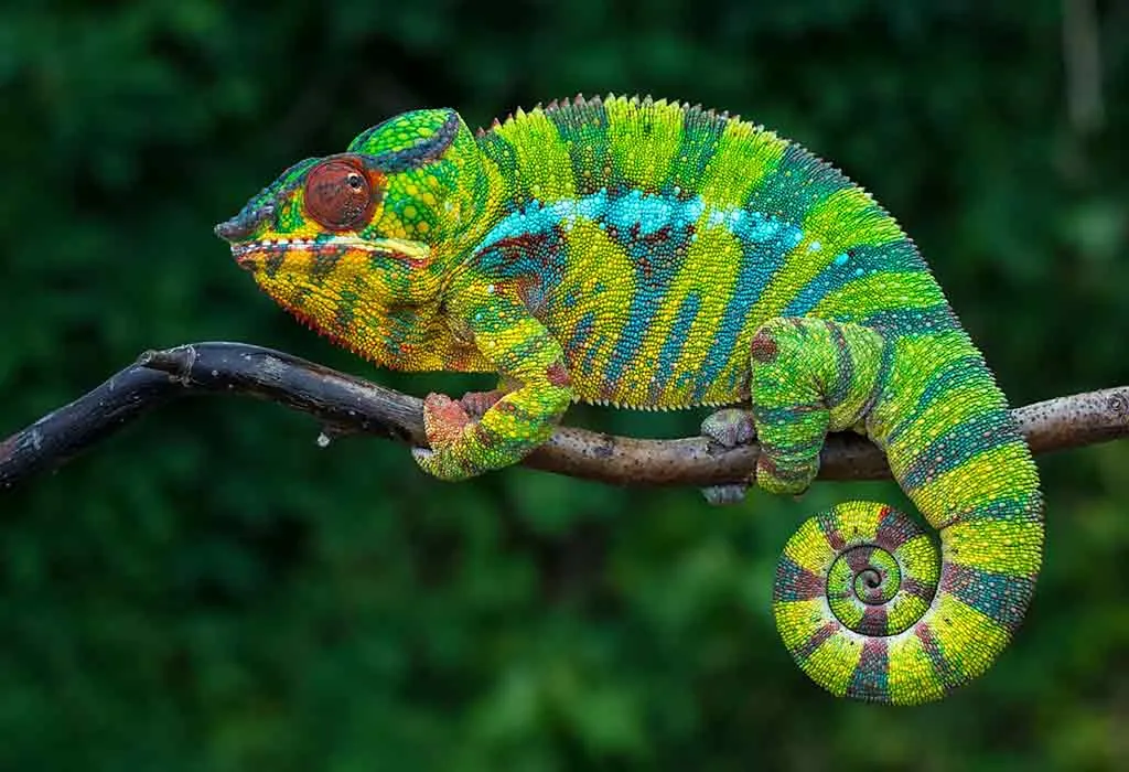 Chameleons