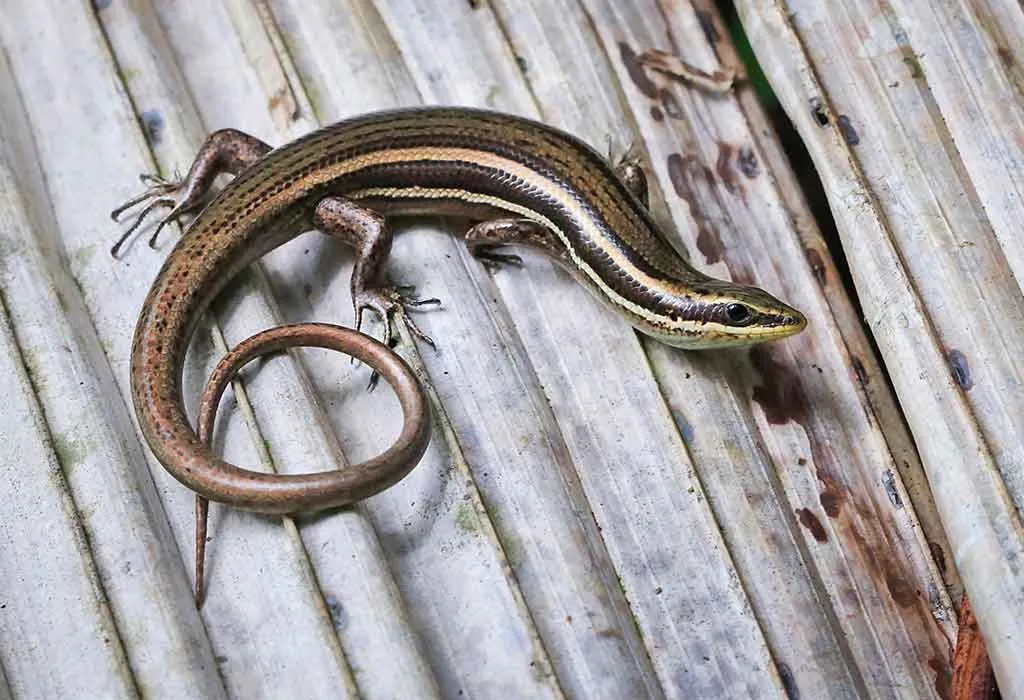 Skink