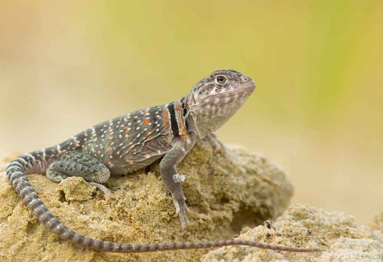 Interesting Lizard Facts for Kids