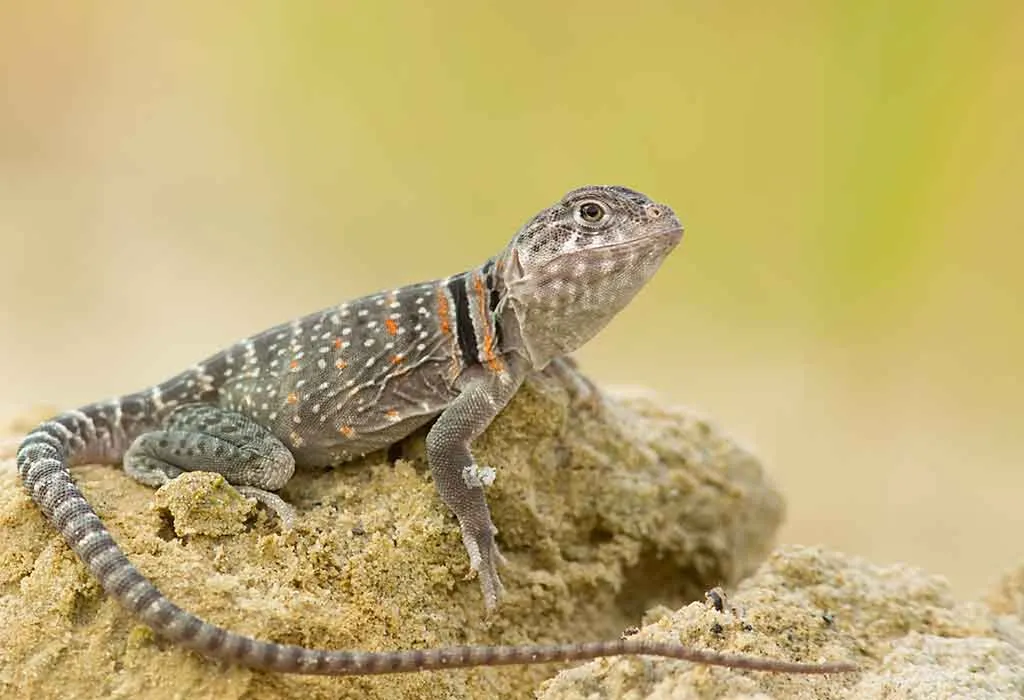 Lime Green Gecko Fève