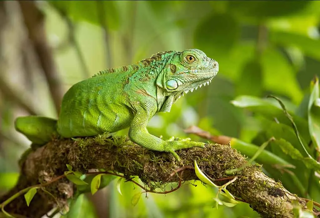 Iguanas