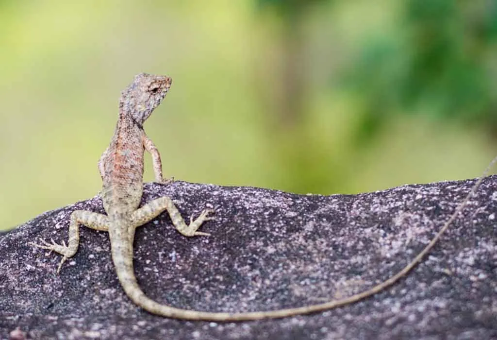Typical Lizards