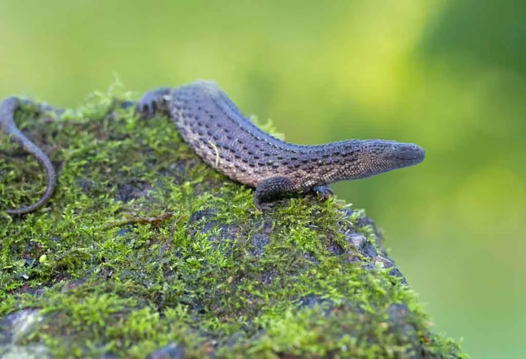 Interesting Information & Facts About Lizard for Children