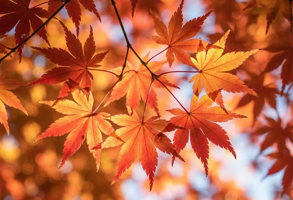 Light-Dependent Reactions