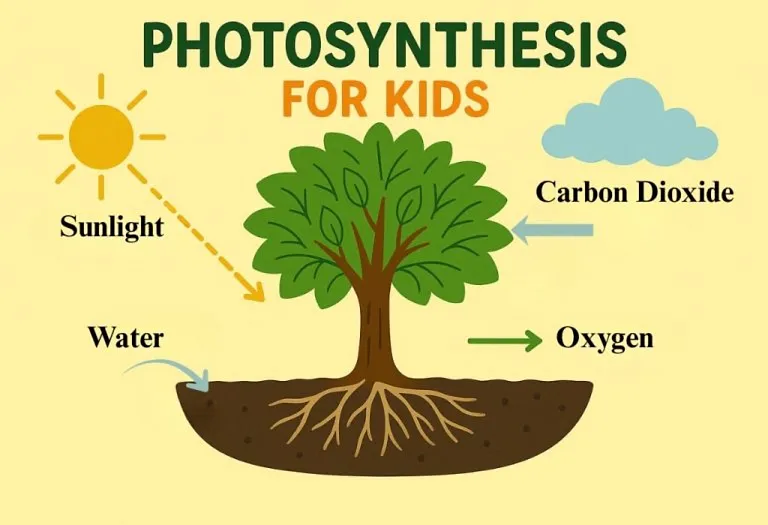 Photosynthesis for Kids –  Definition and How It Works