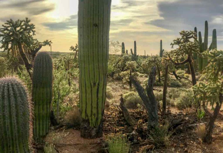 Amazing Cactus Facts For Kids