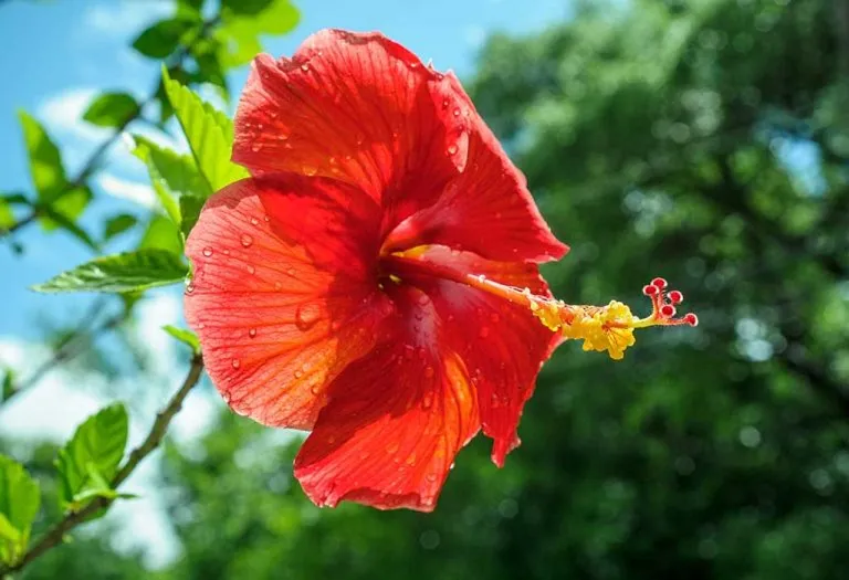 Parts of Flower & Their Functions