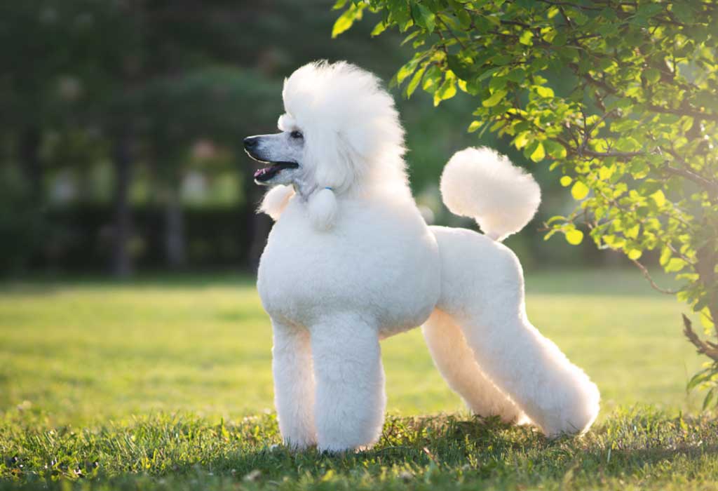 what is the biggest fluffy dog breed