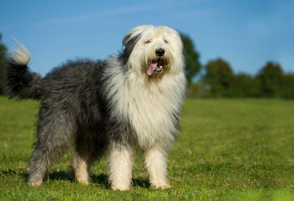 Large british outlet dog breeds