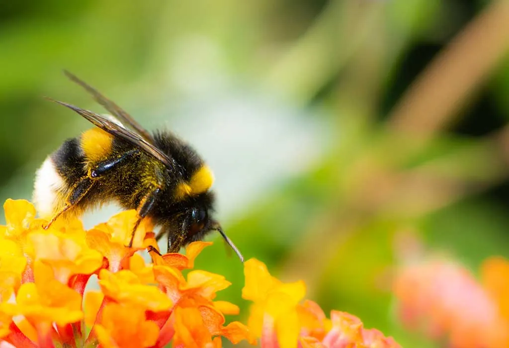 Interesting Information & Facts About Bees for Children