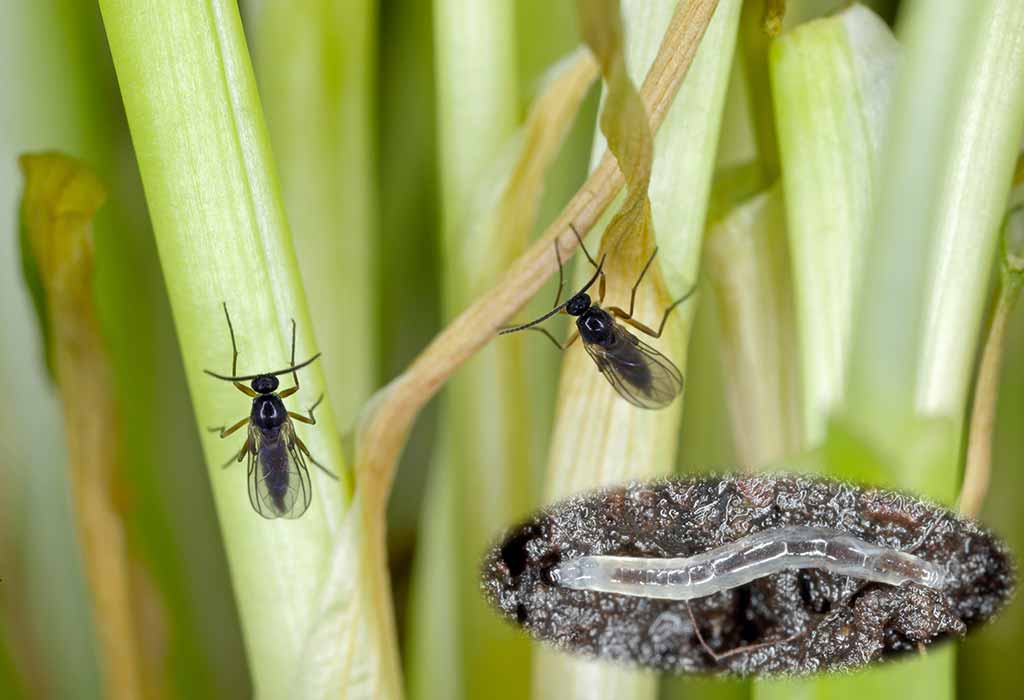 12 Ways to Get Rid of Gnats in Your Home and Garden