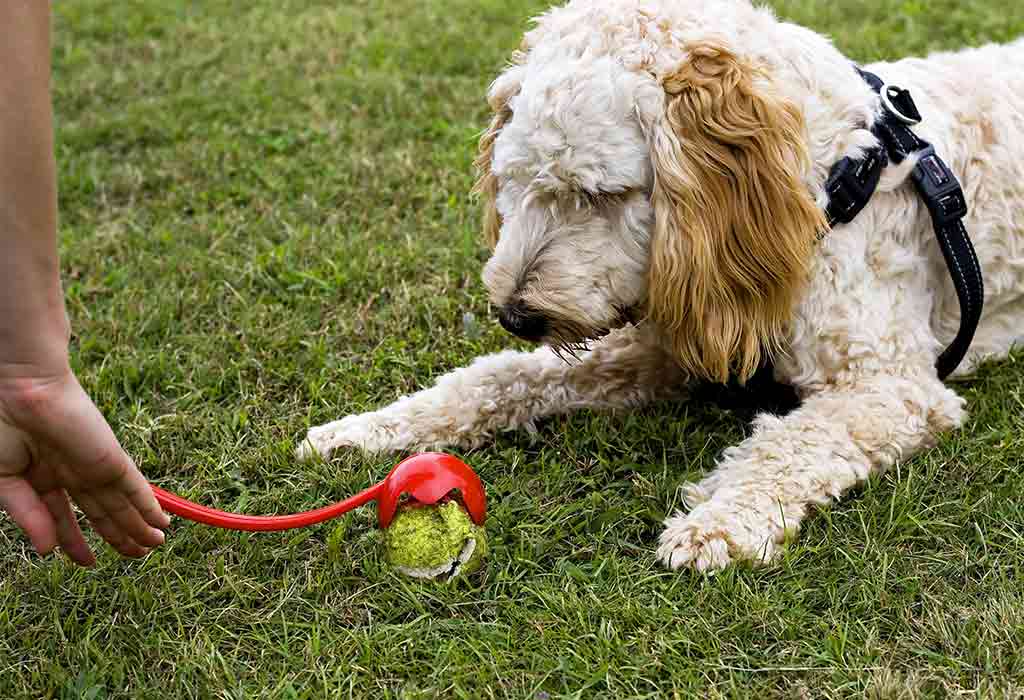 Best Toys for Energetic Dogs
