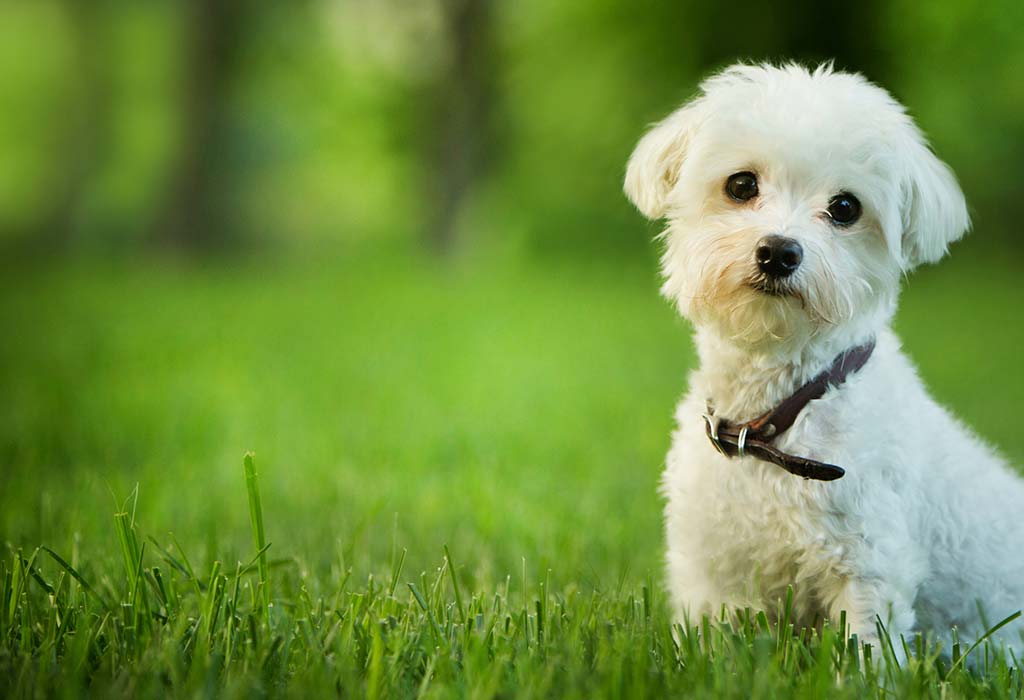 A cute Maltese dog sitting in grass