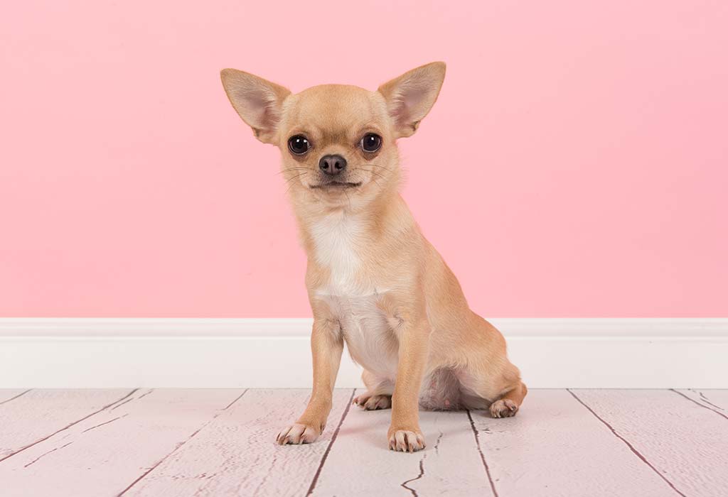 35 Cute Small Dog Breeds