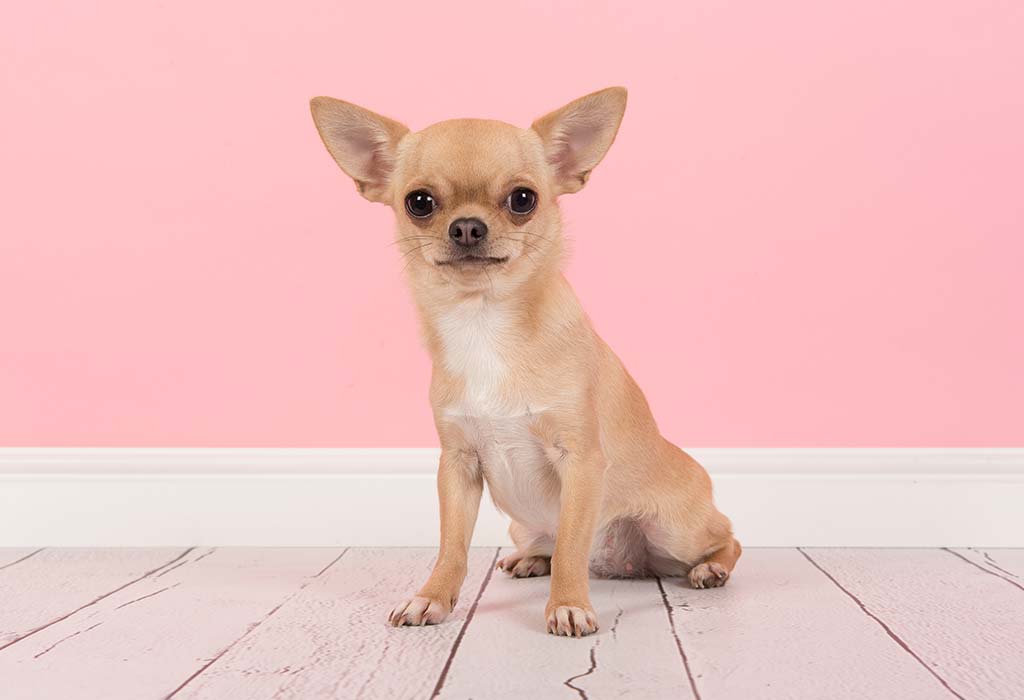 Best small outlet sized dog breeds