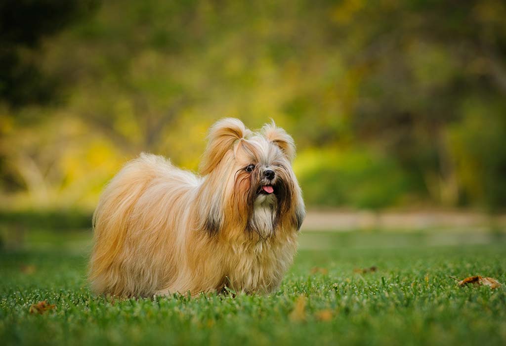 35 Cute Small Dog Breeds