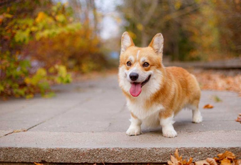 Popular Medium-Sized Dogs for Your Family