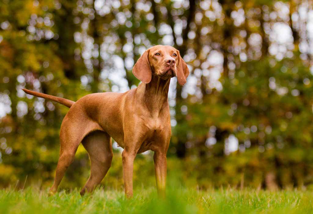 23 Medium Dog Breeds: the Best Medium-Sized Dogs for Your Family