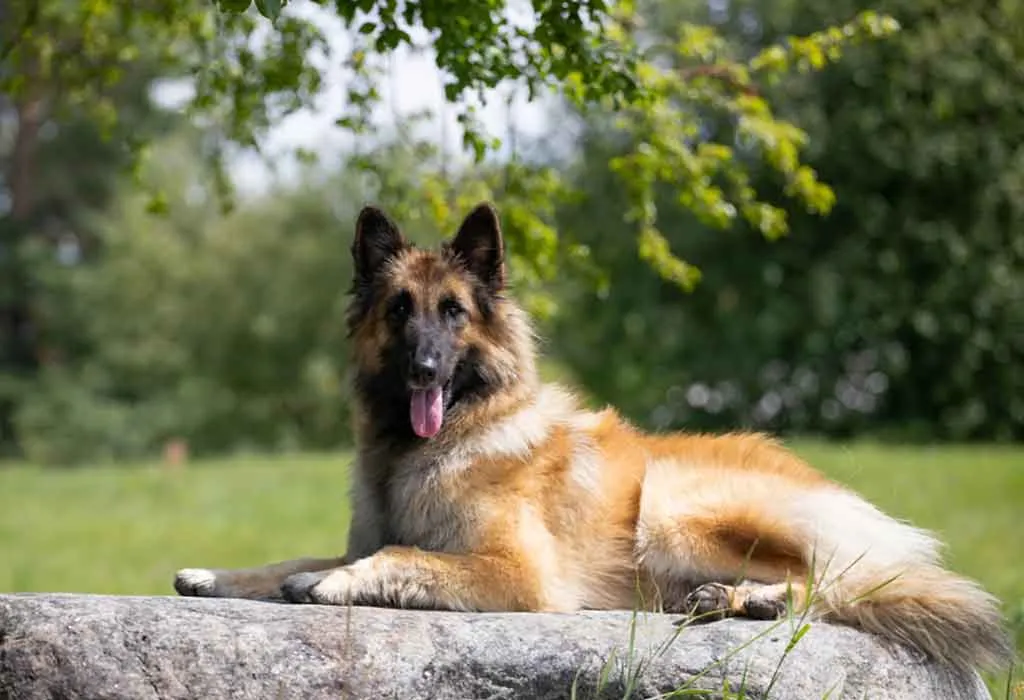 Belgian Tervuren