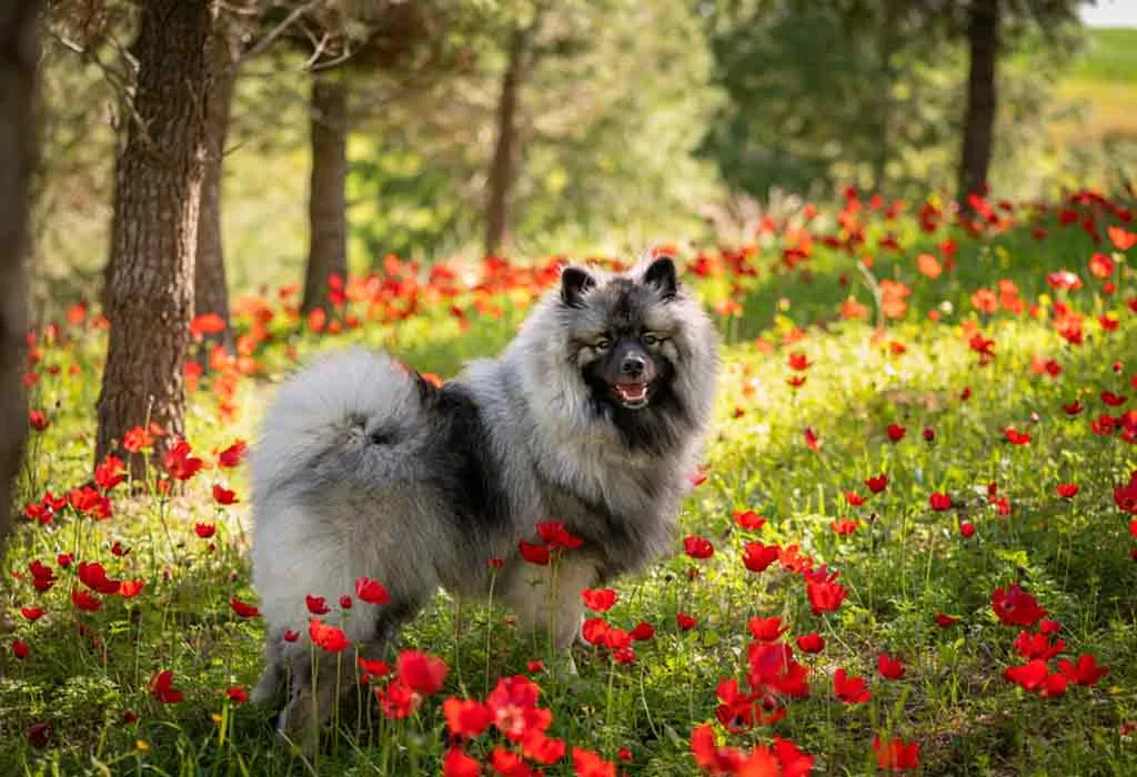 Keeshond