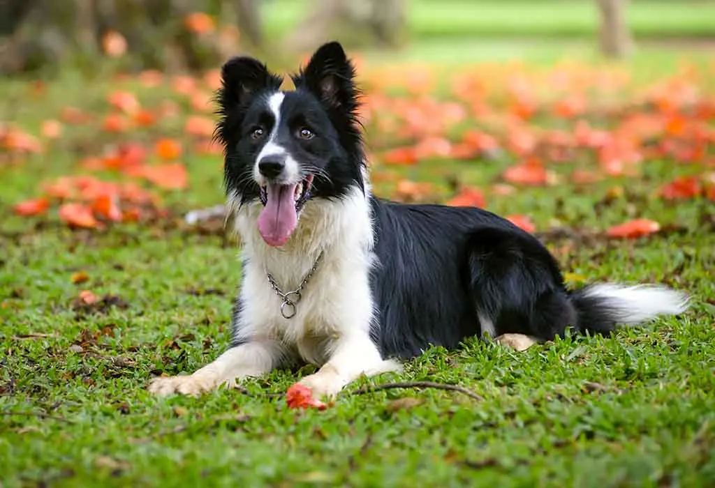 The 7 Most Intelligent Dog Breeds – Professional Dog Walking and