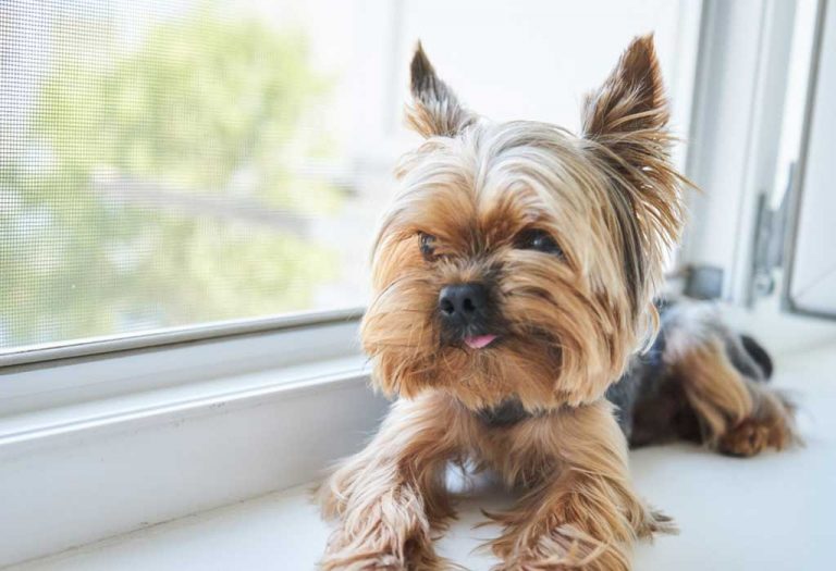 20-best-dog-breeds-that-are-best-fit-for-apartment