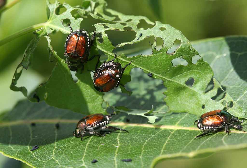 Important Tips to Identify And Get Rid of Japanese Beetles