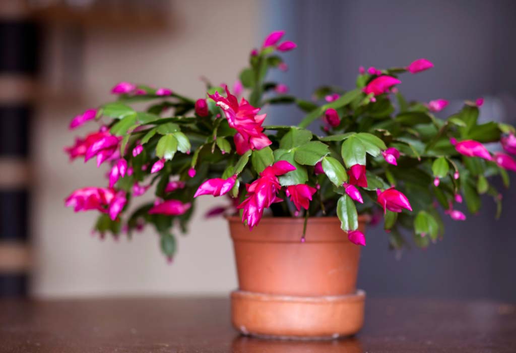 Christmas Cactus Healthy Live Plant Easy to Care for Flowering Succulent 