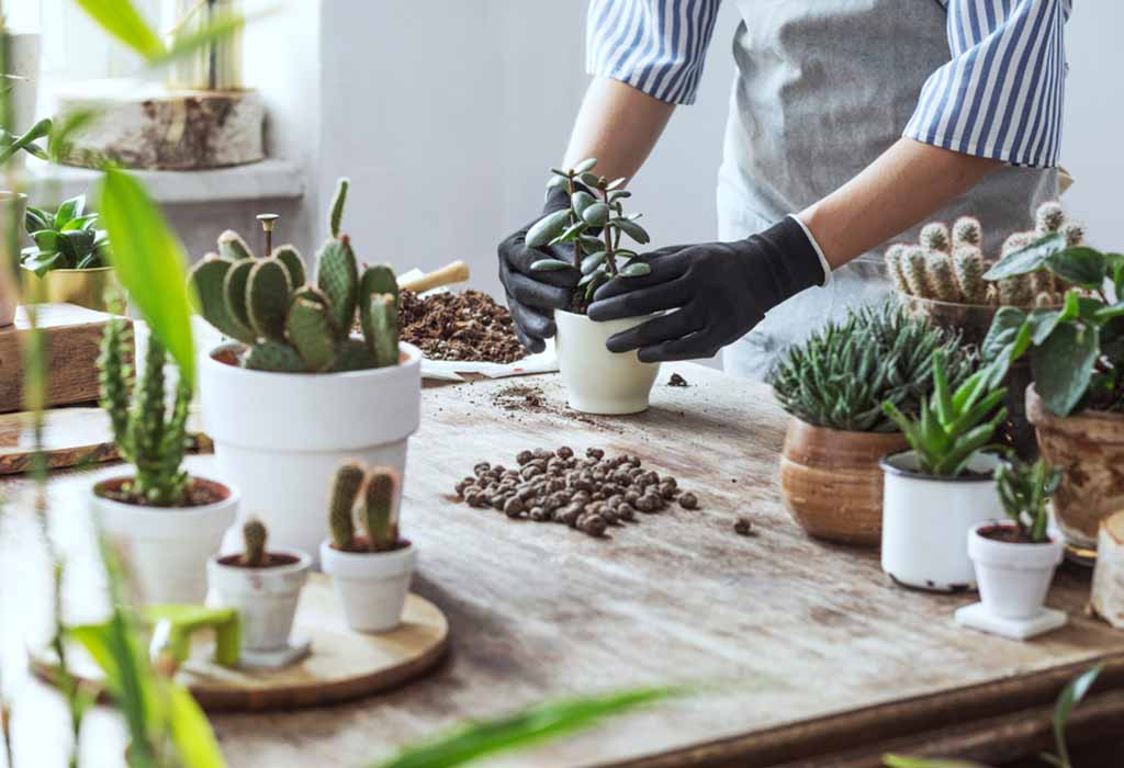 The Right Way to Grow and Care for Succulents
