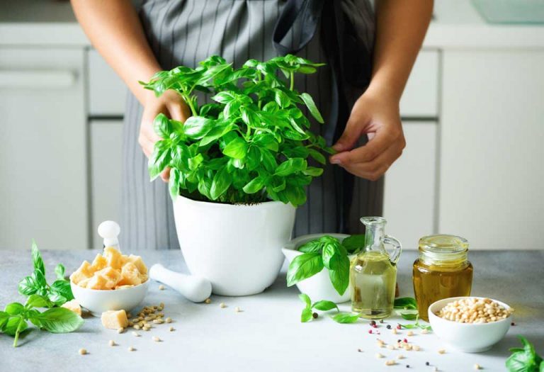 How To Grow Basil - Planting, Caring And Harvesting