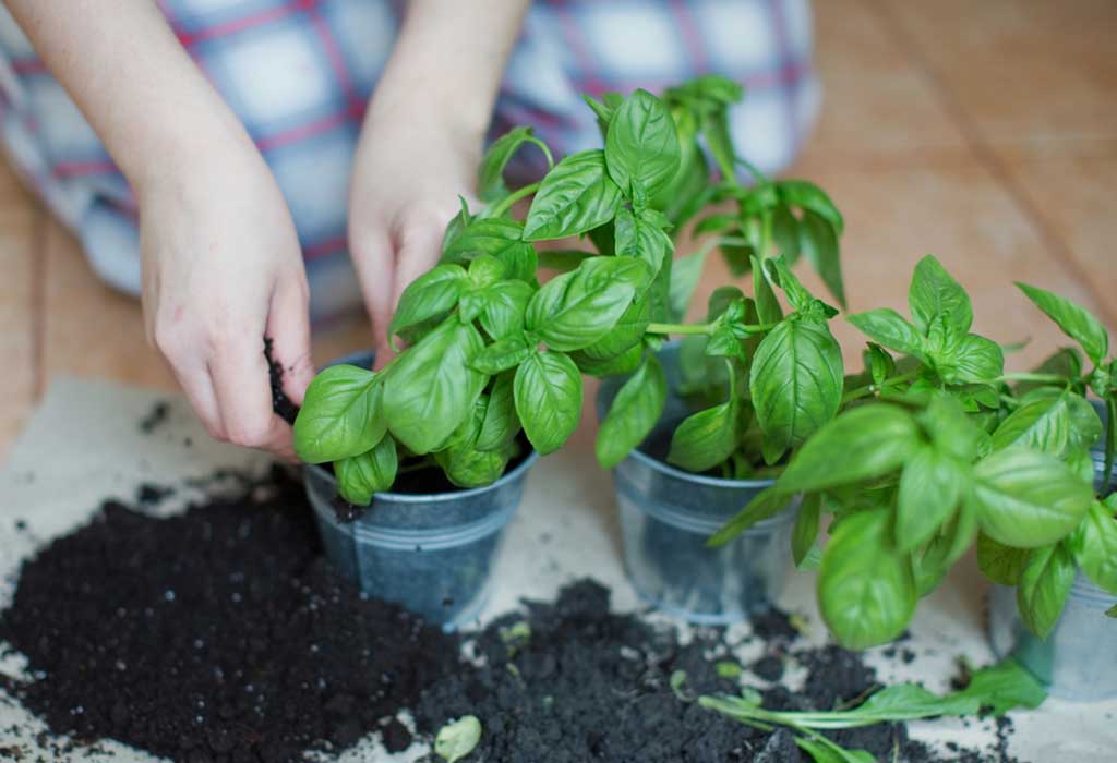 How To Grow Basil - Planting, Caring And Harvesting