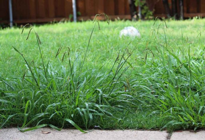 HOW TO GET RID OF CRABGRASS