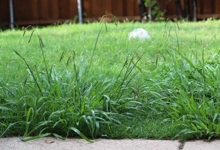 How To Get Rid of Crabgrass - Effective Ways