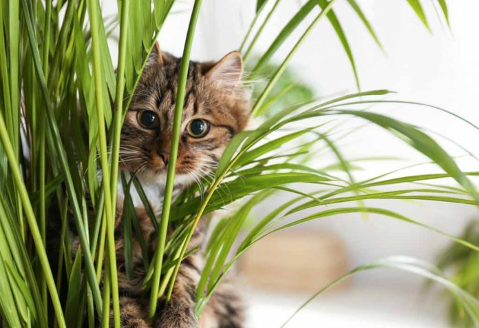 TOP 10PRETTY PLANTS THAT ARE SAFE FOR CATS