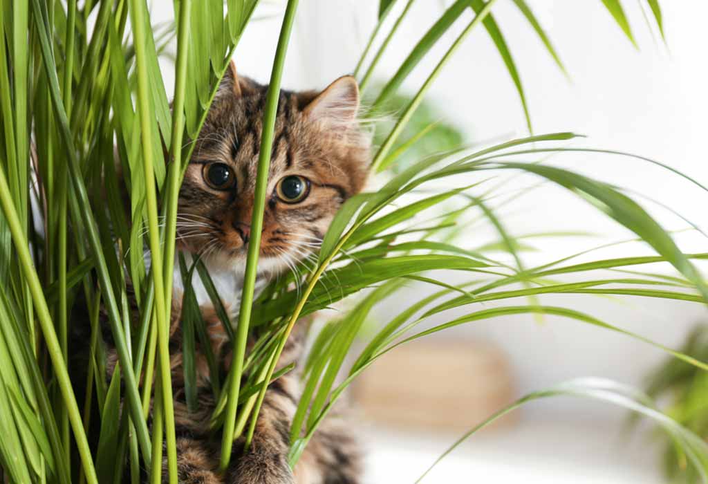 HOUSE CAT PLANTS
