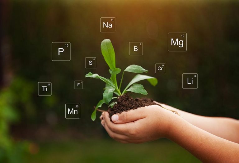 Simple Soil Tests That Identify Your Garden's Properties and Problems