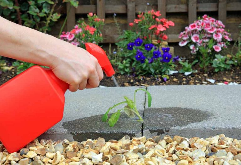 Best Homemade Weed Killers to Use in Your Garden