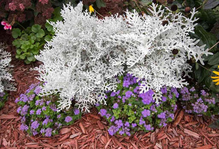 15 Beautiful Silver Leaf Plants to Complement Your Garden