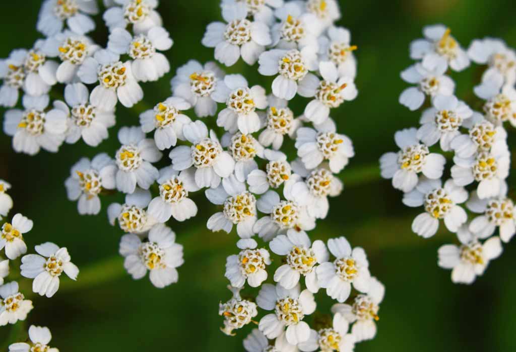 Yarrow: How to Plant, Grow, and Care for Yarrow Plants