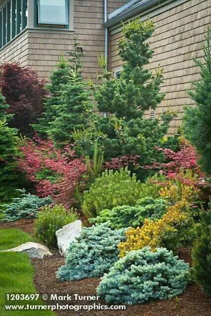 Coniferous Plants