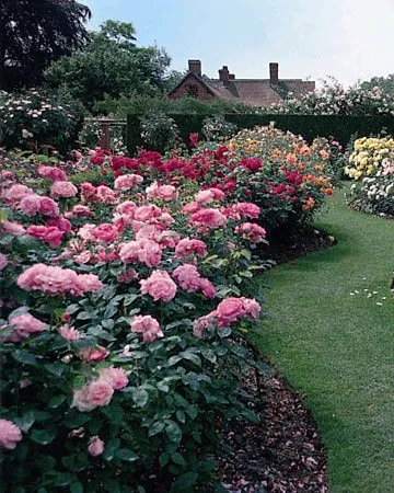 A Rose Garden