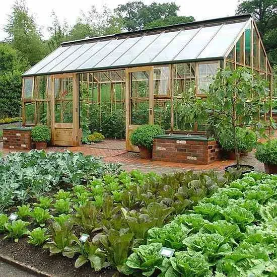 A Backyard Vegetable Garden