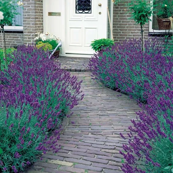 Lavender borders