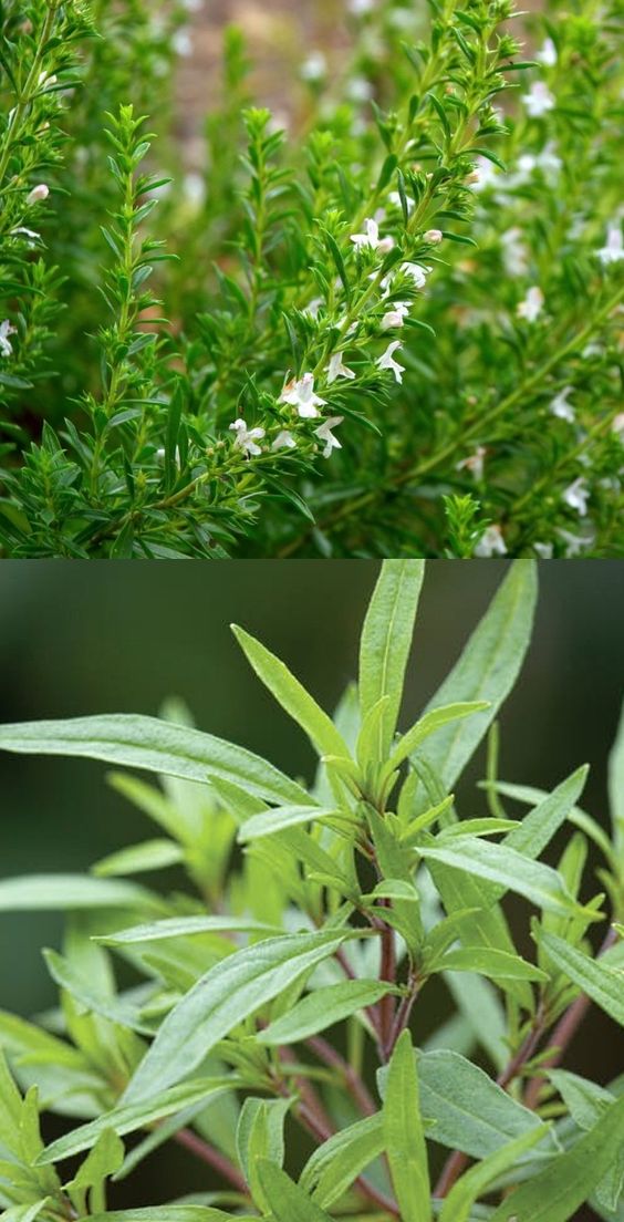 Summer Savory Plant: Types, Planting, Growing and Harvesting