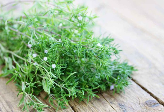 GROWING THE SUMMER SAVORY PLANT IN YOUR HOME