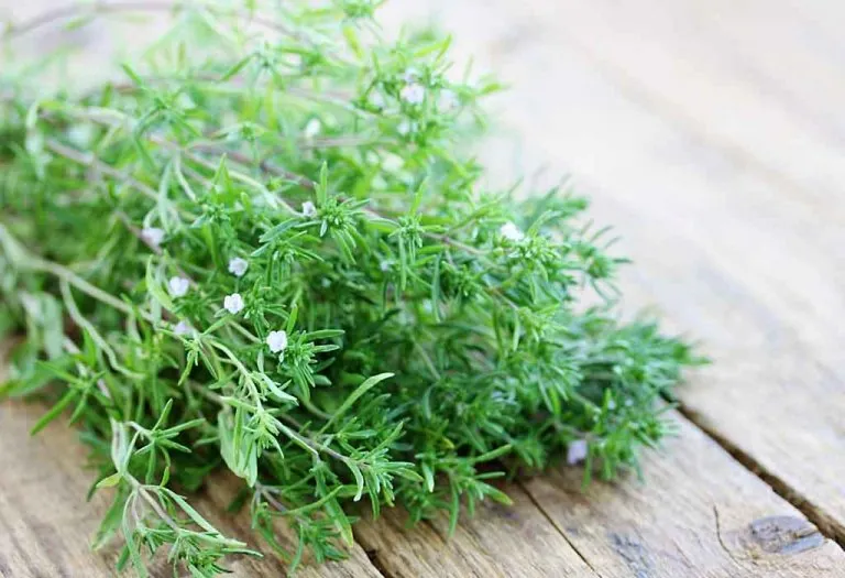Growing The Summer Savory Plant in Your Home Garden