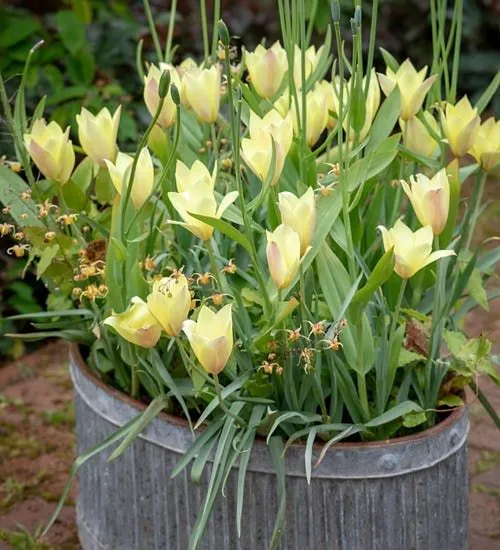 How to Plant and Grow Tulips Along With Caring Tips